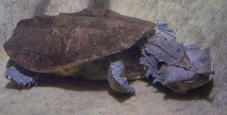 yeni matamata kaplumbağası türü