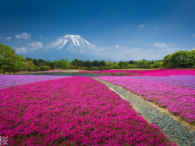 800x600_china-mountain-flowers-nature-volcano-download.jpg