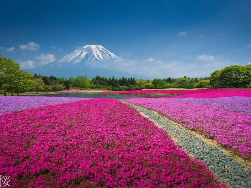 800x600_china-mountain-flowers-nature-volcano-download.webp