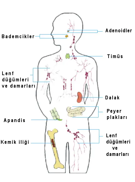 bagisiklik-sistemi.webp