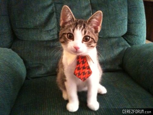 kravatli-kedi.jpg