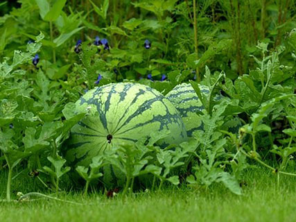 Watermelon-garden.jpg