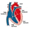 dolasim-sistemi.webp