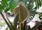 Monstera Deliciosa