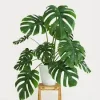 Monstera.webp