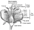 Erselik Bir Çiçeğin Yapısı