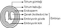 İki Çenekli Bir Tohumun Yapısı