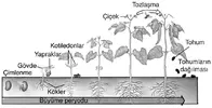 Bir Fasulye Tohumunda Çimlenme ve Gelişme Evreleri