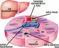 Karaciğerin İlginç Yapısı