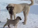 KANGAL KÖPEĞİ