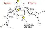 dna.webp