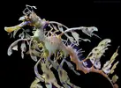 leafyseadragon4yh3bi2.webp