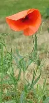 gelincik-cicegi-papaver-rhoeas.webp