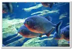 piranha-resimleri1.webp