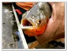 piranha-resimleri2.webp