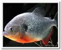 piranha-resimleri3.webp