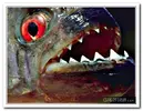 piranha-resimleri5.webp