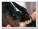 piranha-resimleri6.webp