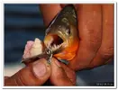 piranha-resimleri7.webp