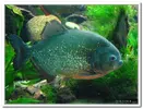 piranha-resimleri8.webp