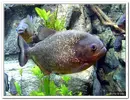 piranha-resimleri9.webp