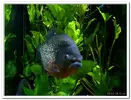 piranha-resimleri13.webp