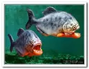 piranha-resimleri14.webp