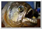 piranha-resimleri15.webp