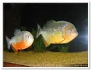 piranha-resimleri16.webp