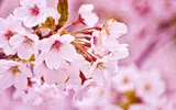 81182321_large_Cherry_Blossom_Wallpaper_by_WindyLife.webp