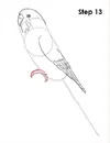 draw-budgie-parakeet-13.webp