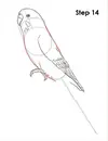 draw-budgie-parakeet-14.webp