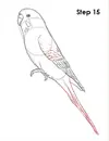 draw-budgie-parakeet-15.webp