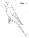 draw-budgie-parakeet-16.webp