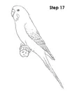 draw-budgie-parakeet-17.webp