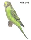 draw-budgie-parakeet-last.webp