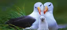 albatros-kusu.webp