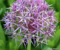 Allium