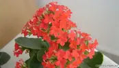 Kalanchoe Çiçeği