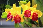 cattleya-beitragsbild-fl-51188230.jpg