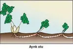 RİZOMLA ÜREME