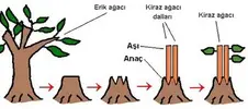 AŞILAMA İLE ÜREME