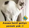 kedi.webp