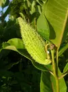 syriaca-asclepias2.webp