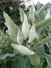 syriaca-asclepias3.webp