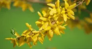 Forsythia intermedia - Altın Çanak