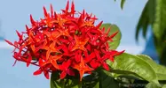 Ixora