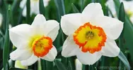 Nergis (Narcissus)