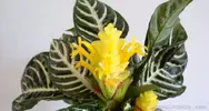 Afelandra (Aphelandra Squarrosa)