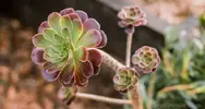 Aeonyum (Aeonium)